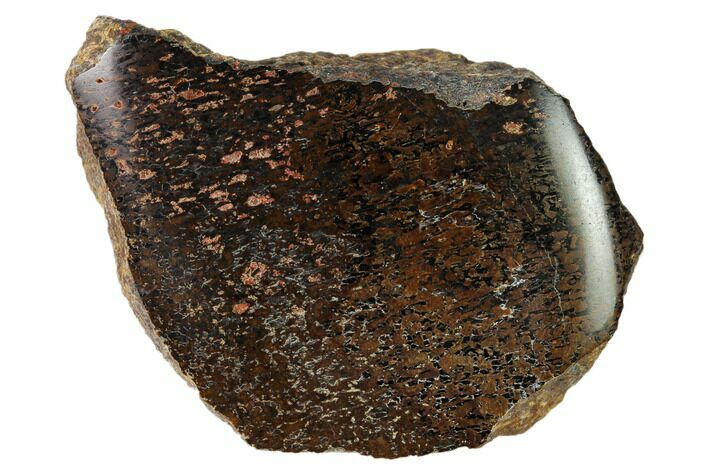 Polished Dinosaur Bone (Gembone) Section - Utah #151433